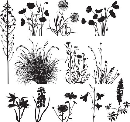 Silhouettes of garden and wild plants and flowers