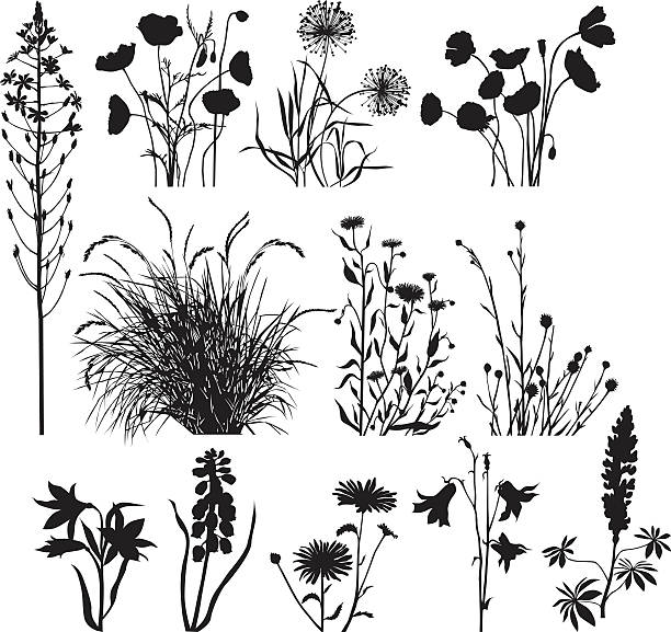Garden and wild plants Silhouettes of garden and wild plants and flowers lupine flower stock illustrations