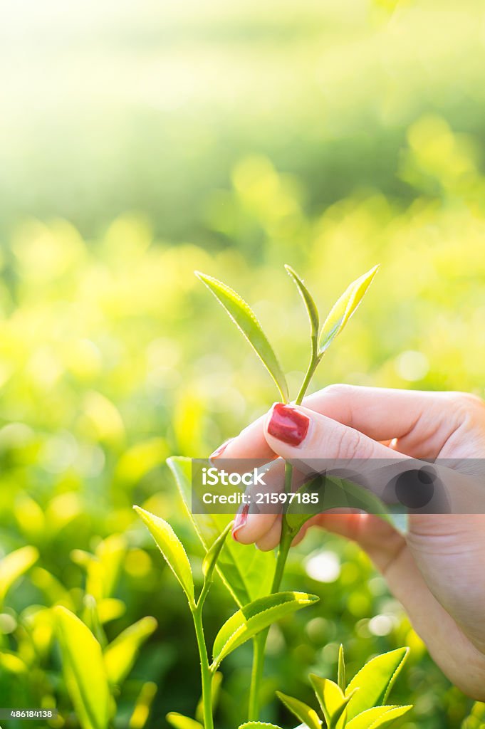 Fresh tea leaves in fingers on plantation at chiangrai, thailand 2015 Stock Photo