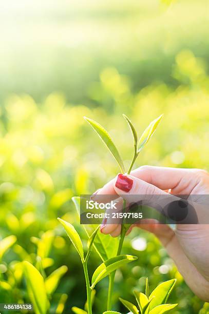 Fresh Tea Leaves In Fingers On Plantation At Chiangrai Thailand Stock Photo - Download Image Now