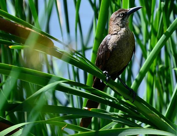 Grackle in Cattails stock photo