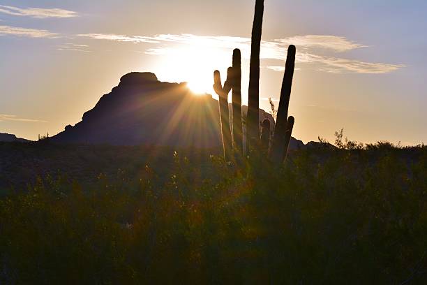 Desert Sunrise stock photo