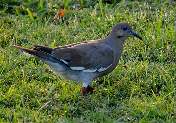 White Wing Dove stock photo