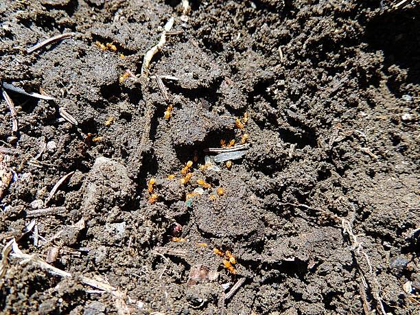 istock Crematogaster Ant with Eggs, in dirt 486186934