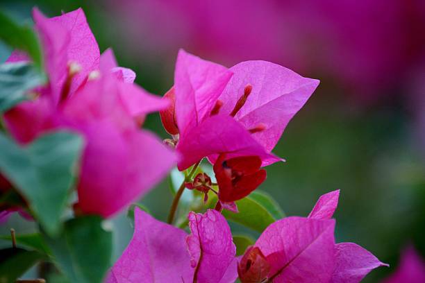 Pink Bougainvillea Flower stock photo