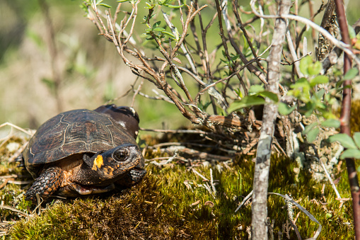 A close up of a Bog Turtle in natural habitat.