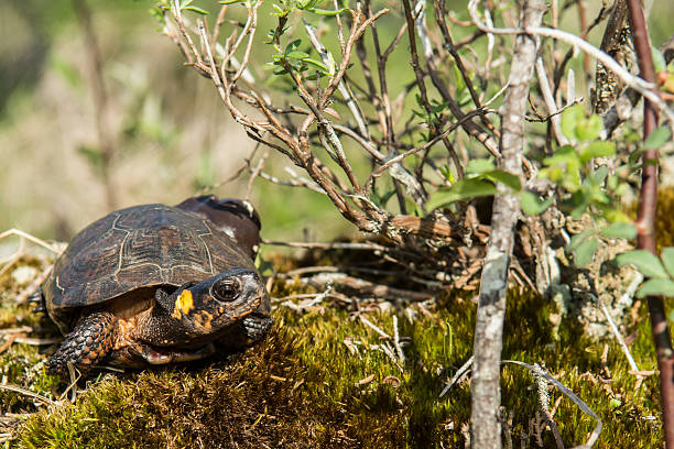 Bog Turtle A close up of a Bog Turtle in natural habitat. bog stock pictures, royalty-free photos & images