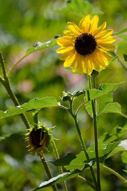 Single Sunflower stock photo