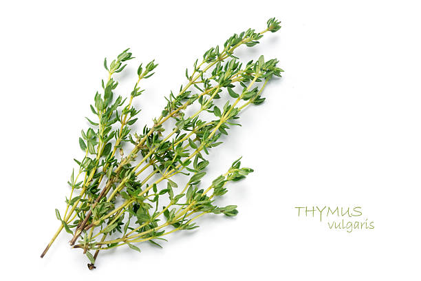 istock fresh green thyme, Thymus vulgaris, isolated on white 486190698