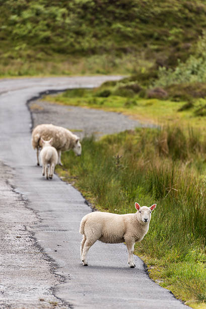 istock Sheep and lambs in the grasslands, Scotland 486190728