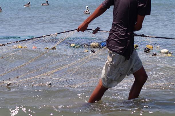 Scale fishing of sardines in Cartagena, Colombia