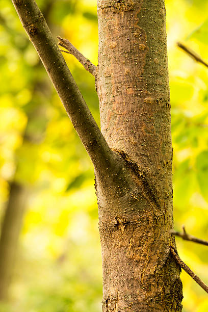 istock Nature Closeup Photograph 486196326