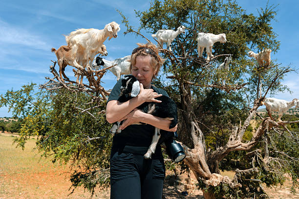 donne mature holdig capra in marocco, nord africa - wild goat foto e immagini stock