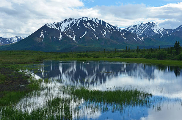 istock Lake with Swans in Alaska 486199248