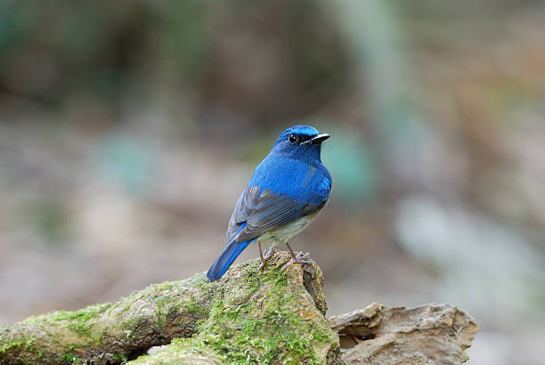 istock male Hainan Blue Flycatcher (Cyornis concreta) 486200285