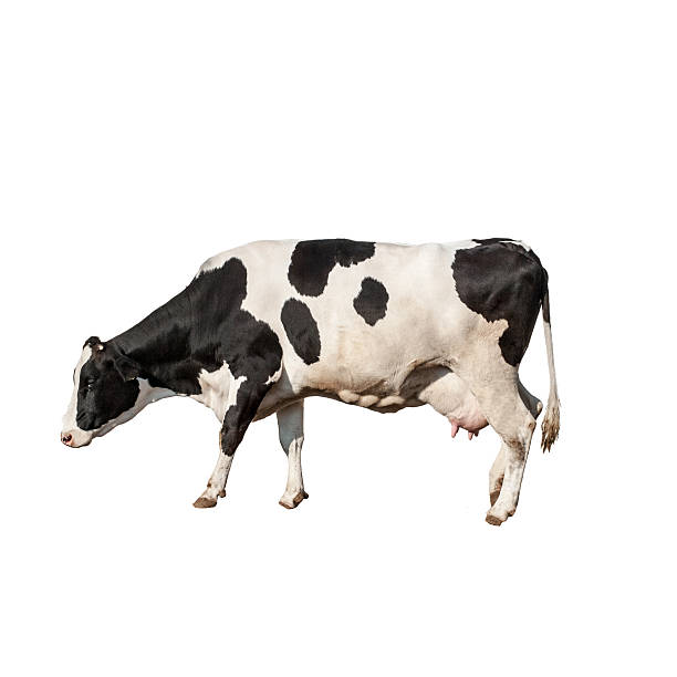 Holstein Cow stock photo