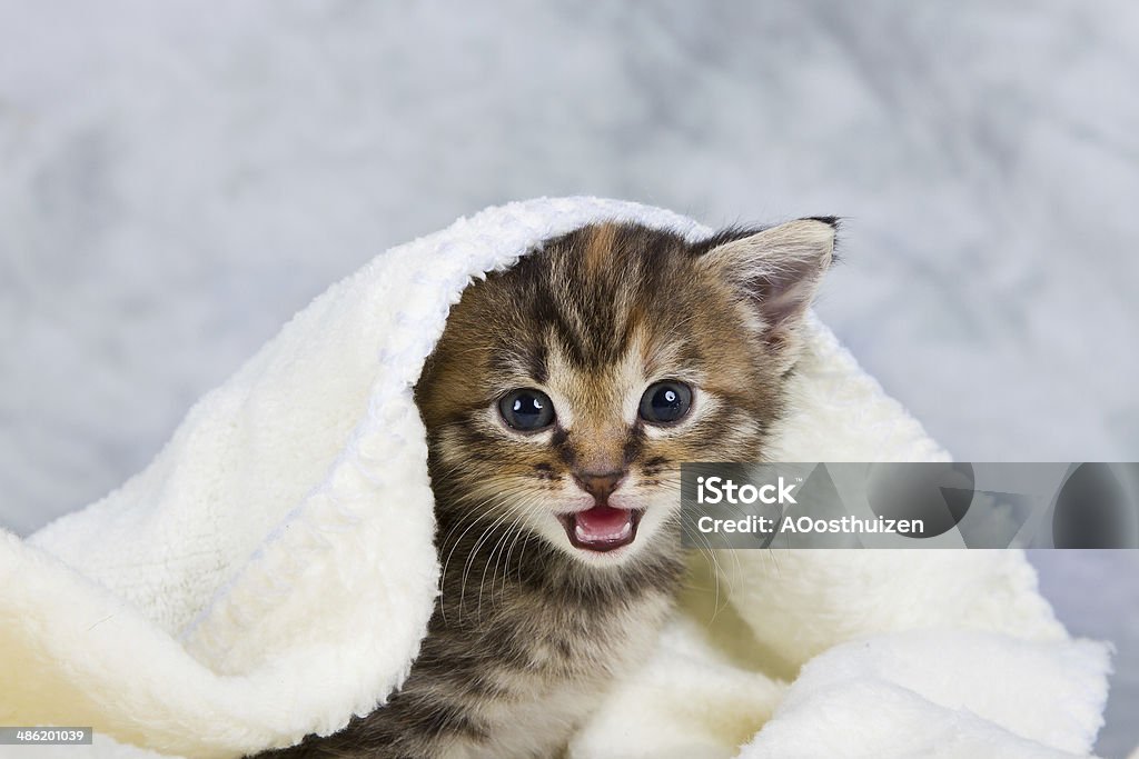 Kätzchen in ein Handtuch geschlossen - Lizenzfrei Braun Stock-Foto