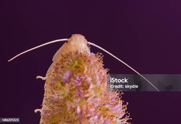 Spiraea Salicifolia - Fotografie stock e altre immagini di Addome - Addome, Addome animale, Addome umano