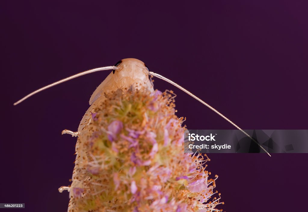 Spiraea salicifolia - おしべのロイヤリティフリーストックフォト