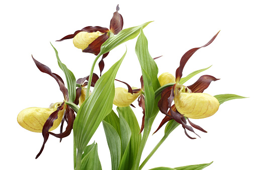 Flowers of the Cypripedium calceolus isolated on a white background