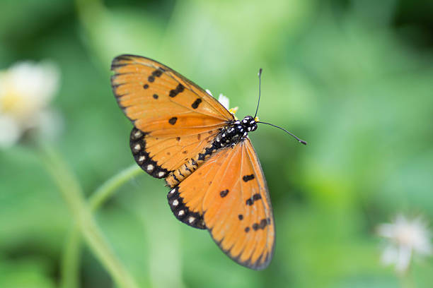 istock Butterfly Sucking nectar from pink flowers. 486202244
