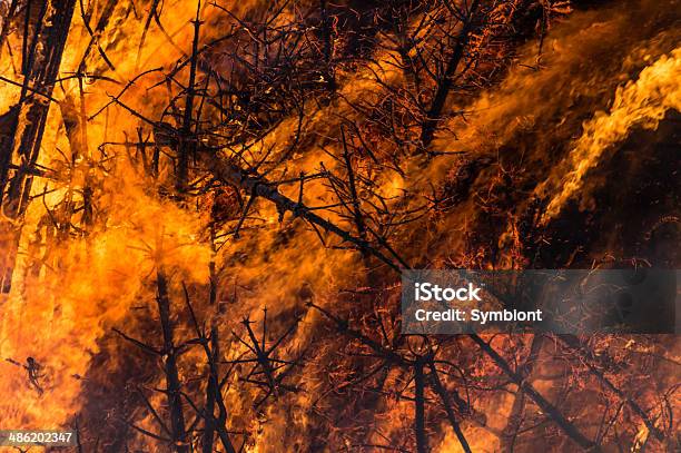 Infierno De Fuego Foto de stock y más banco de imágenes de Abeto - Abeto, Accidentes y desastres, Aire libre