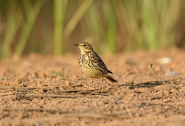 istock immature Red-throated Pipit (Anthus cervinus) 486202743