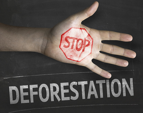 Educational and Creative composition with the message Stop Deforestation on the blackboard