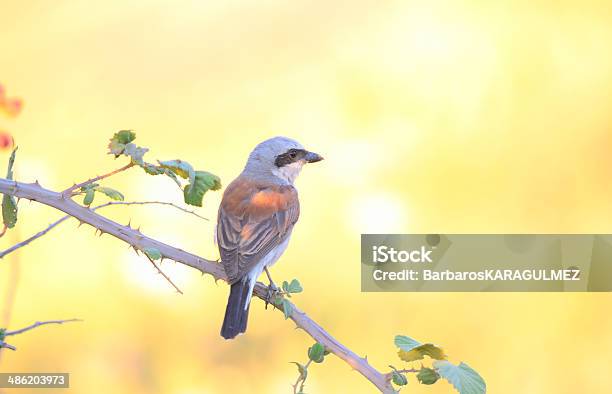 Redrückseite Shrike Stockfoto und mehr Bilder von Braun - Braun, Echter Würger, Einzelner Gegenstand