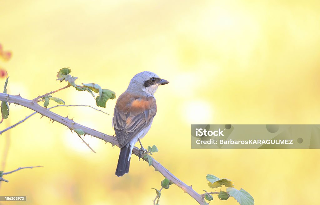 Red-backed-shrike - Zbiór zdjęć royalty-free (Bez ludzi)