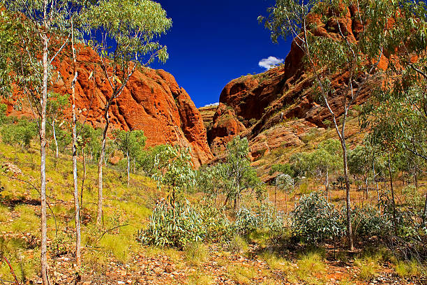 istock Bungle Bungles (Purnululu) - Purnululu National Park 486204017