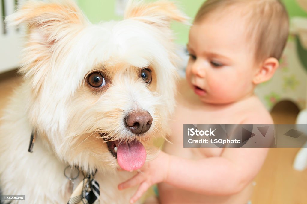 Dog with Baby 12-17 Months Stock Photo