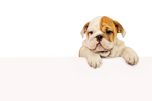 istock English bulldog puppy 486205433