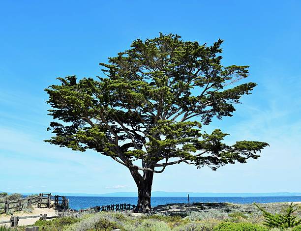 árvore cipreste solitária monterey - cypress tree tree isolated monterey - fotografias e filmes do acervo