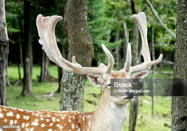 Sleepy Deer Foto de stock y más banco de imágenes de Aire libre - Aire libre, Alerta, Animal