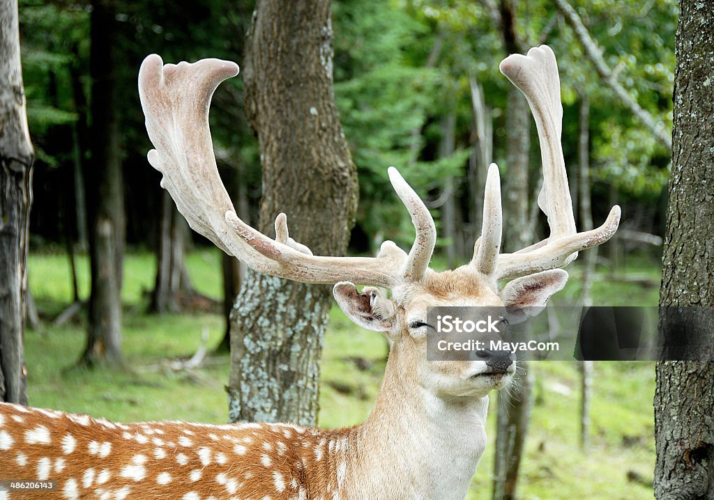 Sleepy deer - Foto de stock de Alqueive royalty-free