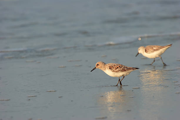 istock Two sandpiper birds on the beach 486206513
