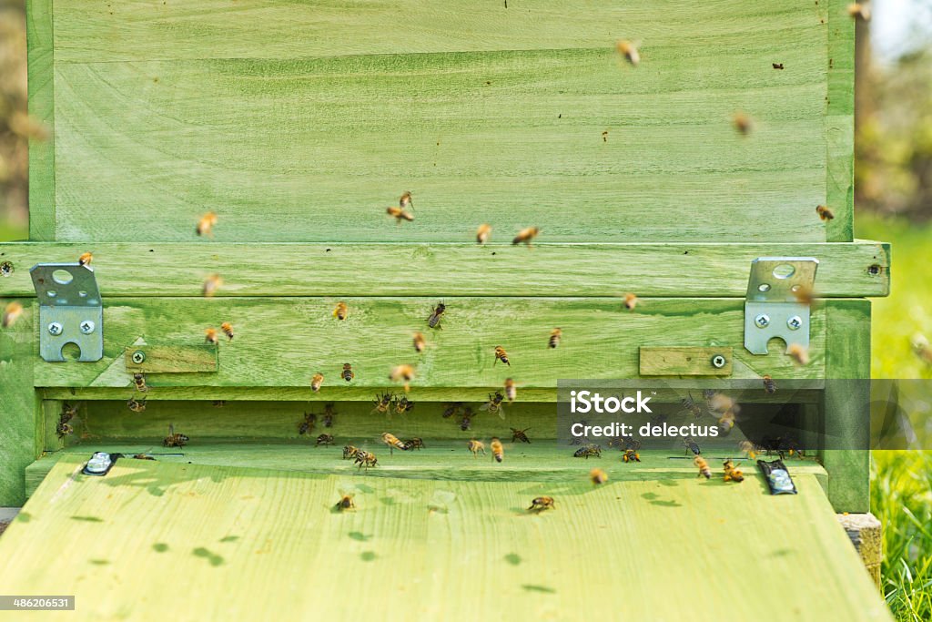 Bienen der Bienenstock - Lizenzfrei Bestäubung Stock-Foto