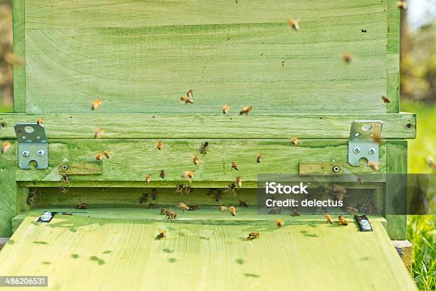 Bees From The Beehive Stock Photo - Download Image Now - Bee, Beehive, Beekeeper