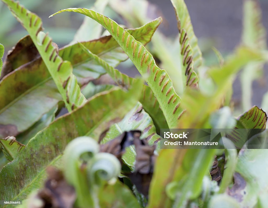 Ferns: Hartstongue (Phyllitis scolopendium) - Foto de stock de Aire libre libre de derechos