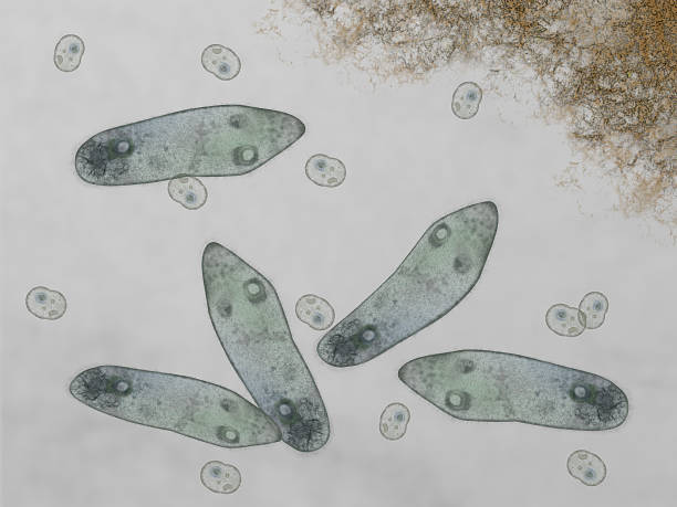 paramecium Microscopic of paramecium and amoeba  scientific micrograph photos stock pictures, royalty-free photos & images