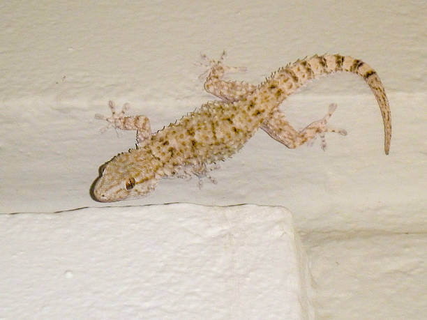 istock White and brown greek lizard on wall 486207847