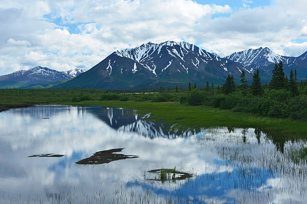 istock Lake with Swans in Alaska 486208684