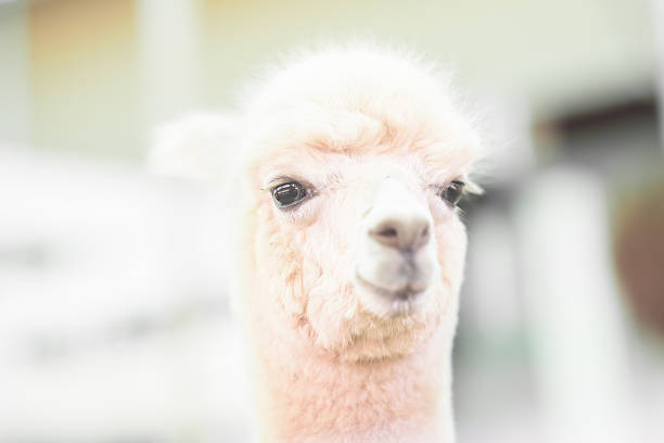 istock Closeup of a baby Alpaca 486211092