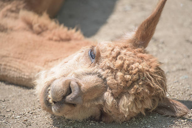 istock alpaca of very stupid sleepy face 486211096