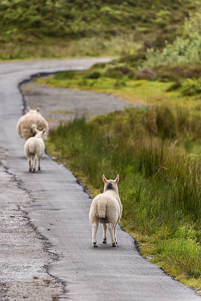 istock Sheep and lambs in the grasslands, Scotland 486211268