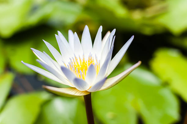 Single White Lotus Water Lily of Kauai, Hawaii A close-up of a White Lotus Water Lily, with green lily pads floating on a pond in the background. The image was taken in a garden in Kauai, Hawaii. white lotus stock pictures, royalty-free photos & images