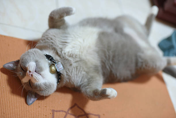 closed up the fatty grey cat is sleeping on a floor