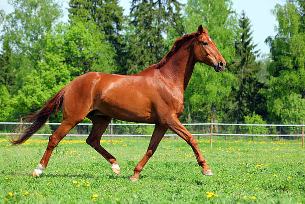 istock Beautiful sorrel horse in summer meadow 486219852