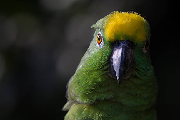 Yellow-crowned amazon Closeup of yellow crowned amazon parrot of South America yellow crowned amazon (amazona ochrocephala) stock pictures, royalty-free photos & images